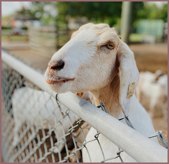 Goat with head over fence